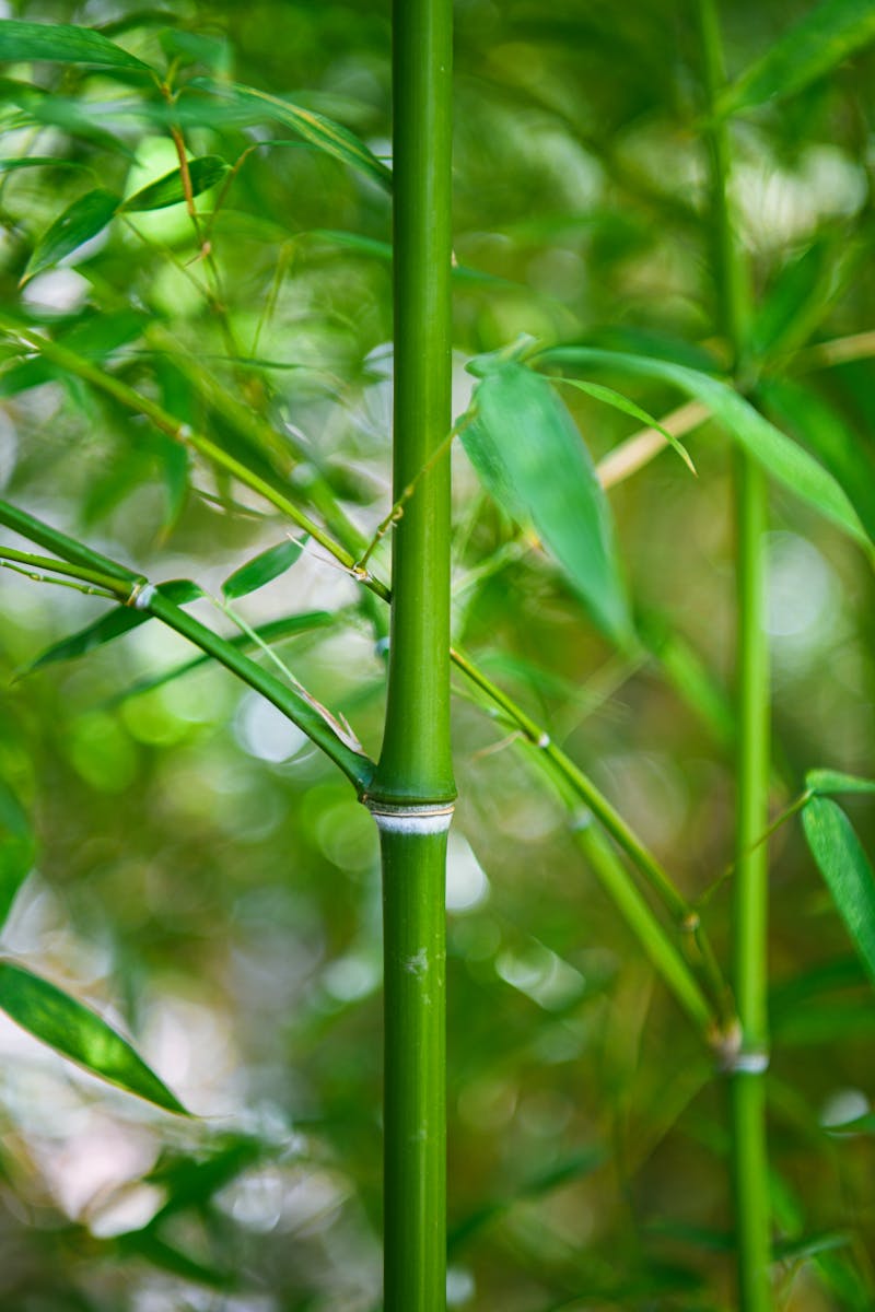 竹林