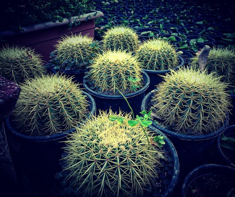 仙人掌