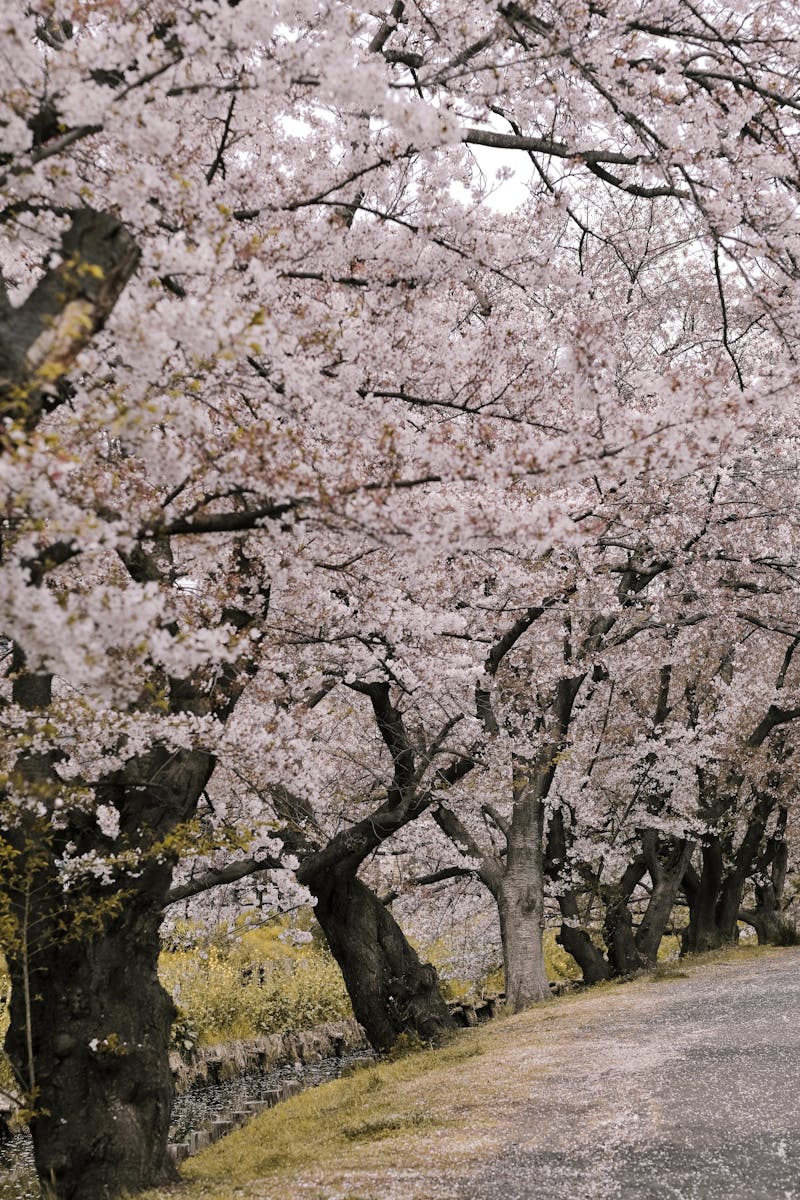 樱花