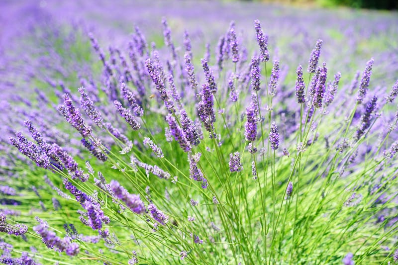薰衣草
