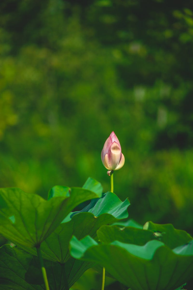 莲花